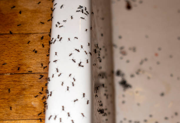 Best Rat Extermination Near Me  in Ames, TX